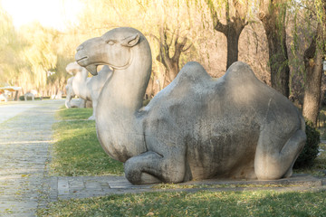Camel at Rest on the Sacred Way to the Ming Tombs Beijing China