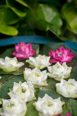 Lotus flowers. Tropical white and pink water-lily or Nymphaea nouchali. close up Natural beautiful flowers in the garden