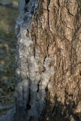 Ice Frozen on Tree Trunk in Autumn in Beijing China