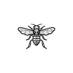 Vector hand drawn bee outline doodle icon