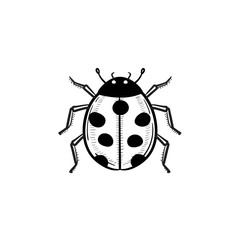 Vector hand drawn ladybug outline doodle icon. Ladybug sketch illustration for print, web, mobile and infographics isolated on white background.