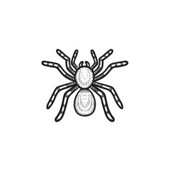 Vector hand drawn spider tarantula outline doodle icon. Spider tarantula sketch illustration for print, web, mobile and infographics isolated on white background.