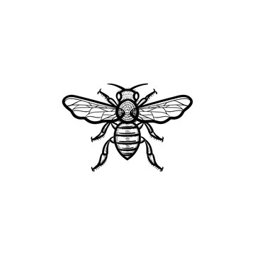 Vector hand drawn bee outline doodle icon