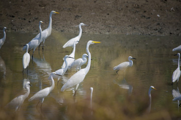 flock of natural egret bird in wet land of thailand