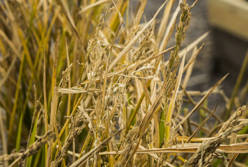 Autumn harvest wheat