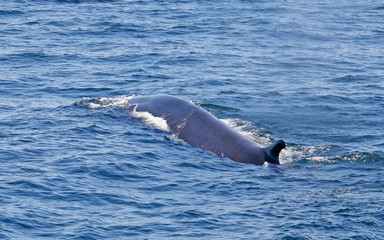 Fototapeta premium Fin Whale swimming away