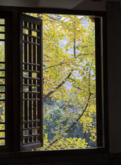 Leaves of Ginkgo Tree in Chengdu China Through Window Frame