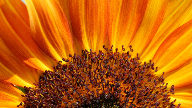 Macro of sunflower