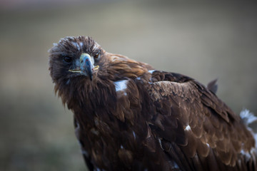 Golden eagle, closeup in the steppes of Mongolia.