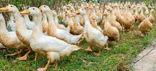 Ducks walking in the countryside of the local village