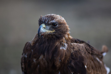 Golden eagle, closeup in the steppes of Mongolia.