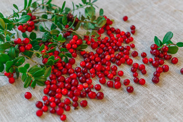 Berries of red cowberry along with twigs with green leaves.