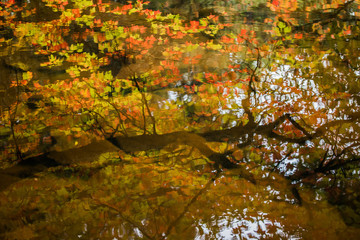 Reflections of Fall