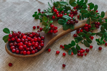 Berries of red lingonberry in a wooden spoon, along with twigs, on a table.