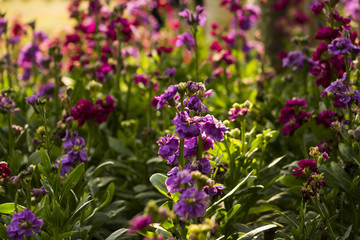 Obraz premium In the outskirts of the floral plants