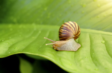 Curious snail in the garden on green leaf