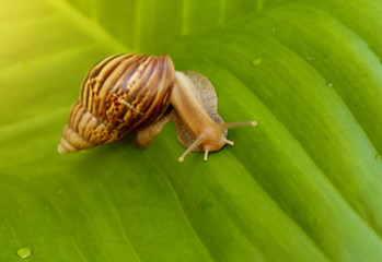 Curious snail in the garden on green leaf