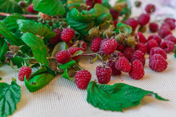 Spilled Berries of red raspberries together with leaves on the table.