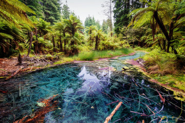 The Redwoods Whakarewarewa Reflection Pool Forest Rotorua New