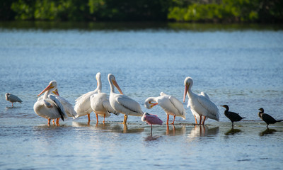 Pelicans wading in the florida wetlands