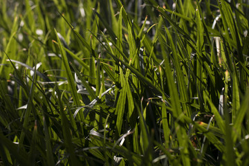 Obraz premium In the outskirts of the floral plants