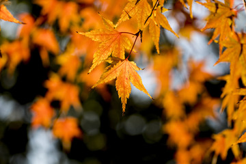 Autumn maple leaves-