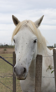 Close Up of a White Camargue Horse Facing the Camera. He is standing at a barbed wire fence facing the camera.