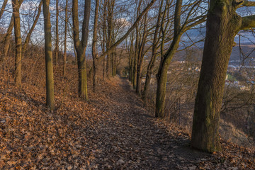 Obraz premium Autumn path with color from sunset