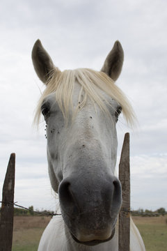 Close Up of a White Camargue Horse's Face between Fence Posts. Photographed with a shallow depth of field. Gray cloudy sky is in the background.