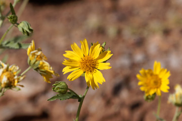Ramtilla plant (Guizotia scabra)