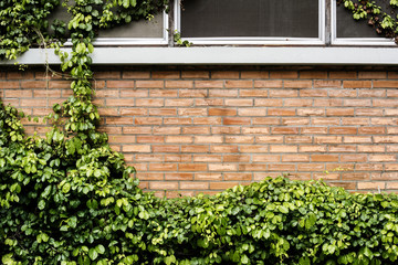 Brick wall and plants