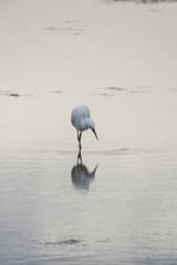 Little Egret Looking Left into the Water. His reflection is visible in the shallow water. © tloventures