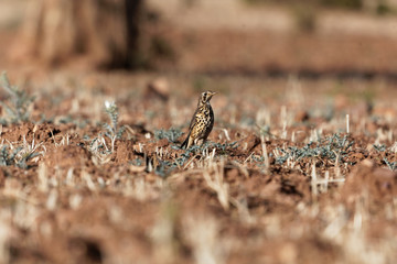 Groundscraper Thrush (Psophocichla litsitsirupa) on a field