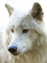 Arctic wolf (Canis lupus arctos)