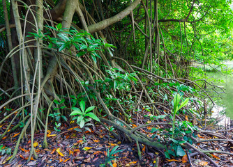 Secret of rainforest are green marsh, Bangkok, Thailand.