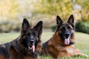 Two German Shepherds on the green grass