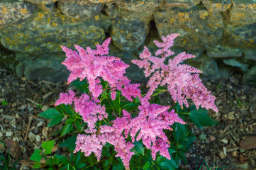 Fleurs mauves.