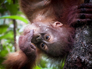 Baby orangutan drinking