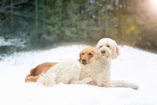 Hunde Kumpels im Schnee liegend