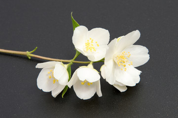 A branch of the Jasmine flower. Isolated white Jasmine flower.