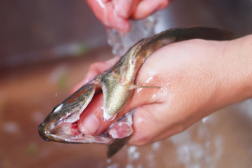 Cutting And Cleaning Fresh Fish At Kitchen Sink