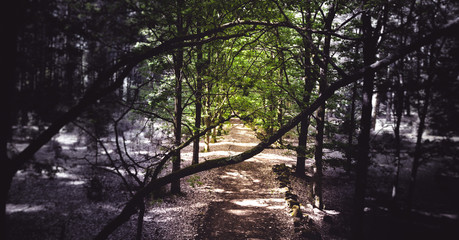 Hollybank Forest Tasmania