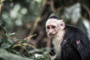 Kapuziner Affe in Costa Rica