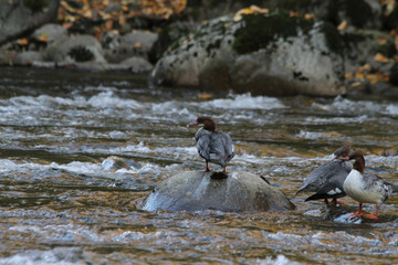 Common merganser standing on rocks  in a river