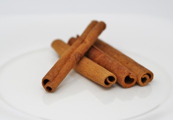 シナモンの原材料