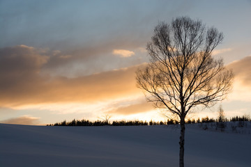 冬の夕焼け空と冬木立