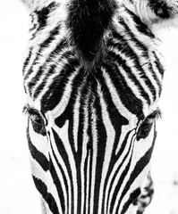 Badezimmer Foto Rückwand Zebra © james