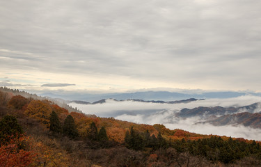 秩父美の山公園から紅葉と雲海