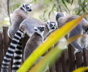 lemur group