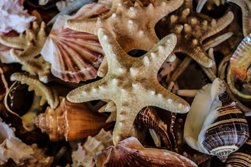 Seashells 